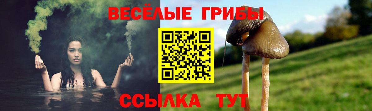 Галлюциногенные грибы Psilocybe  Вход с VPN  Галлюциногенные грибы GOLDEN TEACHER  Ставрополь 